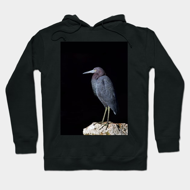 Little Blue Heron Hoodie by Jim Cumming